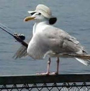 Meet your Posher, Larry